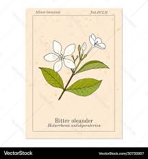 Image result for Holarrhena