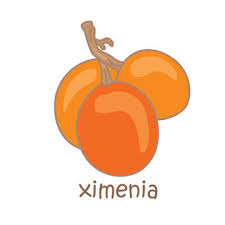 Image result for Ximenia