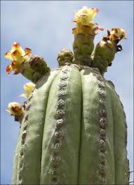 Image result for Paropsia braunii