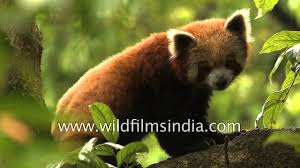 Its neighbours are bhutan to the east, nepal to the west, the tibet autonomous region of p.r.c. Cute And Highly Endangered Sleepy Red Panda In Sikkim Youtube