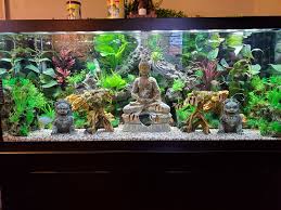 This aquarium stand is just the thing to show off your 20 gallons aquarium filled with all your favorite gold fish, guppies, bettas, rainbow fish, and so much more. 75 Gallon Community Tank Album On Imgur