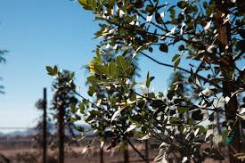 Image result for Bonamia velutina