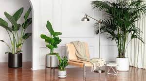 Room with plants zoom background. Plant Inspired Zoom Backgrounds Plant Care Tips And More La Residence