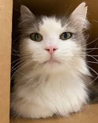 Meet Cherry! Cherry is the cutest thing