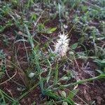 Image result for Chlorophytum africanum