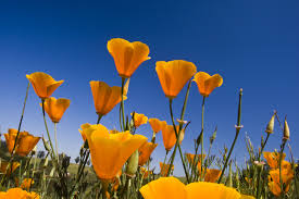 Maybe you would like to learn more about one of these? 45 Best Summer Flowers Beautiful Flowers That Bloom All Summer