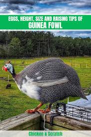 Egg production during the reproductive period averaged 54.2% for white guinea fowl and 55.8% for grey guinea fowl. Guinea Fowl Eggs Height Size And Raising Tips