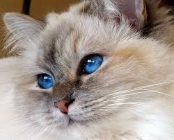 Birman Blue Point Kittens For Sale Catali S Zoraya Blue Tortie Tabby Point Birman Female 1 Year 6 Months Cat Breeds Birman Siamese Cats Blue Point Tabby Cat