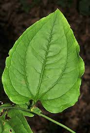 Image result for Smilax