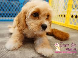 This lovable lap dog makes an incredible companion and tends to form an extremely. Cavachon Forever Love Puppies