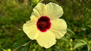 Image result for Hibiscus cannabinus