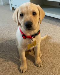 We focus on quality and not quantity with our puppies. Labrador Retriever Puppies Lab Puppy For Sale Lab Puppies For Sale Labrador Retriever Puppies For Sale Sammy Labrador Retriever