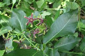 Image result for Periploca linearifolia