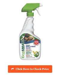 Nick christians of iowa state university discovered its. 25 Hq Pictures Pet Friendly Weed Killer Amazon Uk S Best Pet Friendly Weed Killer That Is Safe To Use For Summer 2020 Shetland S Garden Tool Box Hotelairportpop