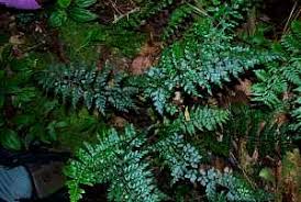 Image result for Pteris atrovirens