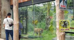 Sebuah taman seluas 147 hektar dan berpenghuni lebih dari 2.009 ekor satwa. Masih Lengang Kunjungan Gembira Loka Zoo Belum Penuhi Kuota Harian Suara Jogja
