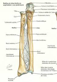 Anatomie et entraînement du dos et des trapezes : Bord Interosseux Radius Ulna