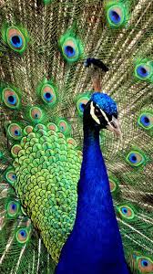 Yourhighnesspls Peacock Wallpaper Animals Beautiful Peacock Pictures