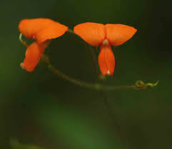 Image result for Hylodesmum repandum