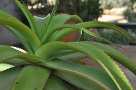 Image result for Aloe spicata
