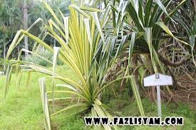 Masakan melayu (melaysian cuisine recipes). Owh Macam Ni Ke Ketupat Pulut Daun Palas Sungai Petani Facebook