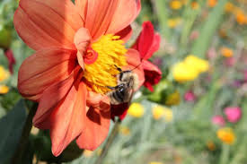 Sevimli dostlar ile yepyeni bir çizgi film çocuk şarkısı! Ari Viz Viz Viz Uludag Sozluk