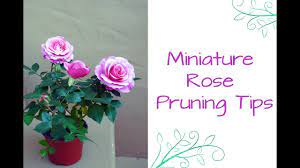 Indoor rose, as a rule, refers to flowers with a not too long period of life. See How Easy It Is To Prune Miniature Roses Youtube