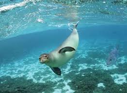 Alonisos Island Greece Hawaiian Monk Seal Monk Seal Ocean Animals
