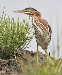 In ebird, hotspots are shared locations where birders may report their. Current Sightings New Hampshire Bird Records