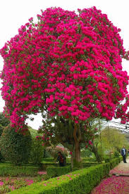 Obeedesigns Flowering Trees Plants Garden Trees