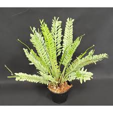 Image result for Asplenium ceii