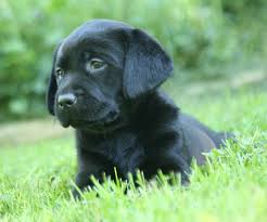 We specialize in producing lab puppies from champion field bred/hunt test lines which are commonly known as the american labrador retrievers. Black Labrador Retriever Puppies For Sale Hidden Pond Labradors