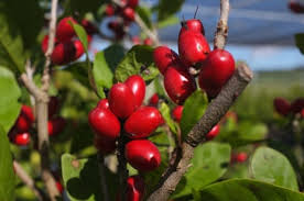 Image result for Synsepalum