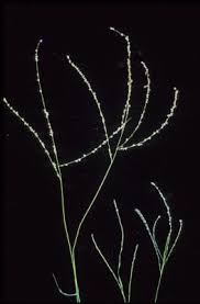 Image result for Digitaria procurrens