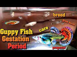 3 Guppy Fish Gestation Period Care Breed Give Birth Pregnant How Often Do Guppies Have Babies Youtube Fish Fishtank T Guppy Fish Fish Fish Care