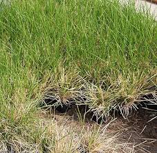 Deschampsia is a genus of plants in the grass family, commonly known as hair grass6 or tussock grass. Rasen Schmiele Deschampsia Cespitosa Gunstig Online Kaufen