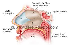 It is the entry point for inspired air and the first of a series of structures which form the respiratory. Septoplasty Sleep Doctor