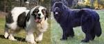 Pyrenean Mastiff Puppies