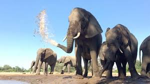 Slow Mo Of Elephant Squirting Water Youtube