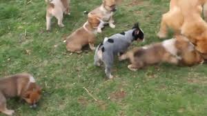 Australian cattle dog puppies are born all white except for possible solid patches either on the face around the eyes, on the ears, or farther back on. Red Heeler Puppies For Sale Youtube