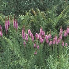 Image result for Pycnostachys parvifolia