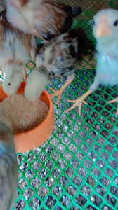 Grey hatch x sweater