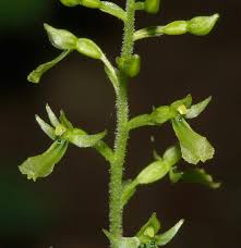 Image result for Holothrix longiflora