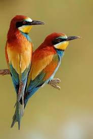 Birds Of Middle Tennessee Hanson Tang On With Images Beautiful Birds Birds Colorful Birds