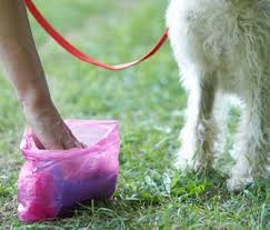 More images for how to know if you have roundworms » Don T Let Your Dog Get These 3 Intestinal Parasites