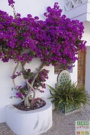 Wie Man Einen Bougainvillea Im Garten Im Suden Gegen Einen Bougainvillea Einen Garten Gegen Suden Bahce Tasarim Fikirleri Bitki Tropik Bahce