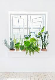 Bring a fresh take to your indoor and outdoor spaces with air plants. Decorate Home With Plants Italianbark