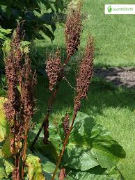 Image result for Rumex ruwenzoriensis