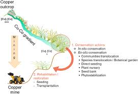Image result for Crotalaria subcaespitosa