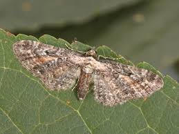 Image result for Eupithecia icterata